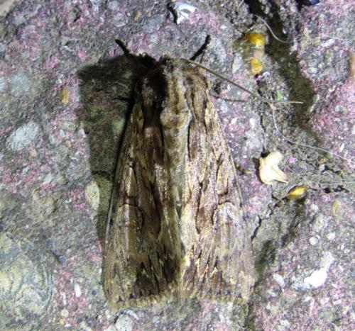 Réf. 209 046 : Apamea monoglypha